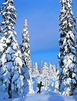 Man cross country skiing past trees laden with snow, Lapland, Finland