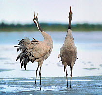 Two Common cranes displaying {Grus grus} Finland