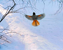 Siberian jay flying up to branch {Perisoreus infaustus} Finland