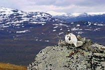 Rock ptarmigan in landscape showing colour change, Lapland, Finland {Lagopus mutus}
