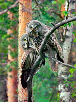 Great grey owls {Strix nebulosa} with mole prey, Finland