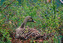 Bean goose on nest {Anser fabalis} Lapland, Finland