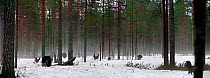 Capercaillie males displaying to females at lek in woodland, Finland