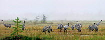 Common cranes in morning mist {Grus grus} Finland