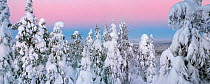 Trees laden with snow on mid-winter day with shadow of the earth in the sky, Finland