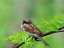 Male Common sparrow {Passer domesticus} Finland