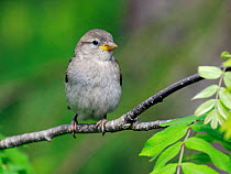 Juvenile Common sparrow {Passer domesticus} Finland