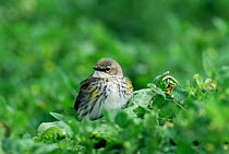 Yellow rumped warbler {Dendroica coronata} Texas, USA