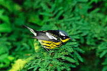 Magnolia warbler, male {Dendroica magnolia} South Padre Is, Texas, USA