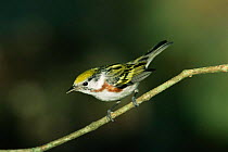 Chestnut sided warbler {Dendroica pennsylvanica} Texas, USA