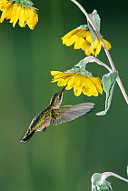 Ruby throated hummingbird {Archilochus colubris} female feeds at sunflower. Texas, USA