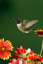 Ruby throated hummingbird {Archilochus colubris} male flying. Texas, USA