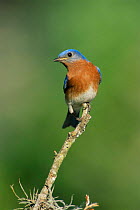 Eastern bluebird, male {Siala sialis} Texas, USA