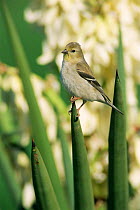 American goldfinch on yucca plant, winter plumage {Carduelis tristis} Texas, USA