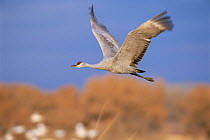 Sandhill crane in flight {Grus canadensis} Bosque del Apache NP, NM, USA