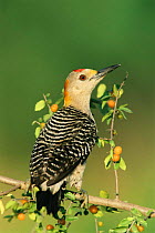 Golden fronted woodpecker, male {Melanerpes aurifrons} Texas, USA