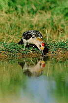 Golden fronted woodpecker, male drinking {Melanerpes aurifrons} Texas, USA