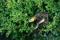 Golden fronted woodpecker, male flying {Melanerpes aurifrons} Texas, USA
