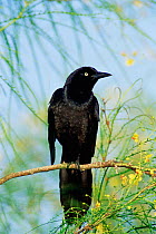 Great tailed grackle, male {Quiscalus mexicanus} Texas, USA