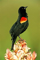 Red winged blackbird, male singing on yucca plant {Agelaius phoeniceus} Texas, USA