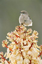 Mockingbird {Mimus polyglottos} perched on Yucca flower, Texas, USA