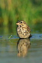 Savannah sparrow bathing {Passerculus sandwichensis} Texas, USA