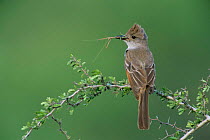 Ash throated flycatcher {Myiarchus cinerascens} with stick insect prey, Texas, USA