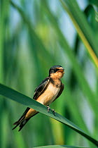 RF- Barn swallow juvenile perched (Hirundo rustica). Texas, USA. (This image may be licensed either as rights managed or royalty free.)
