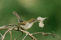 Bewick's wren with nest material {Thryomanes bewickii} Texas, USA