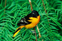 Northern / Baltimore oriole, male {Icterus galbula} South Padre Is, Texas, USA