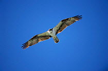 Osprey in flight {Pandion haliaetus} Florida, USA.