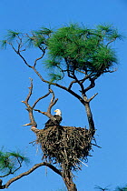 American bald eagle at nest in tree {Haliaeetus leucocephalus} Florida, USA
