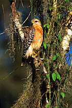 Red shouldered hawk {Buteo lineatus} perched amongst lichen, Forida, USA