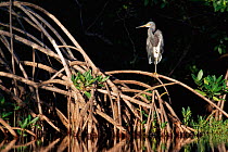 Tricoloured heron {Egretta tricolor} on mangrove, Sanibel Is, Florida, USA