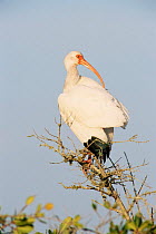 White ibis {Eudocimus albus} Sanibel Is, Florida, USA