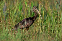 Glossy ibis, winter plumage {Plegadis falcinellus} Everglades, Florida, USA
