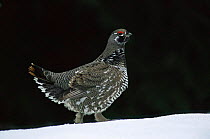Male Spruce grouse in snow {Falcipennis canadensis} Alaska, USA