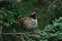 Male Spruce grouse displays in spruce tree {Falcipennis canadensis} Alaska, USA