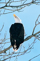 RF- American bald eagle calling (Haliaeetus leucocephalus). Alaska, USA. (This image may be licensed either as rights managed or royalty free.)