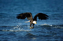 American bald eagle catching fish {Haliaetus leucocephalus} Alaska, USA