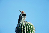 Gilded flicker, male on saguaro cactus {Colaptes chrysoides} Arizona, USA