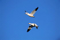 Two Snow geese flying {Chen caerulescens} Bosque del Apache, New Mexico, USA