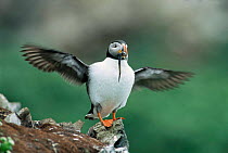 Puffin with sandeel, flapping wings {Fratercula arctica} Norway.