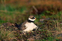 Ringed plover, female with chicks and egg {Charadrius hiaticula} Norway.