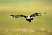 Long tailed skua / jaeger in flight {Stercorarius longicaudus} Norway.