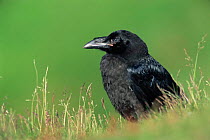 Common raven, juvenile {Corvus corax} Norway.