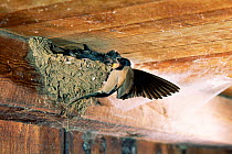 Barn swallow flies to nest to feed chicks {Hirundo rustica} Switzerland.