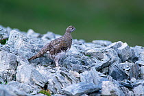 Rock ptarmigan, camouflaged in summer plumage on rocks {Lagopus mutus} Switzerland.