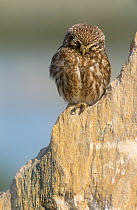 RF- Little owl (Athene noctua) perched on rock, sleeping. Samos, Greece. (This image may be licensed either as rights managed or royalty free.)