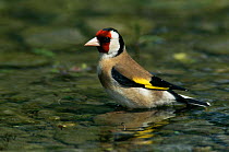 Goldfinch bathing {Carduelis carduelis} Italy.